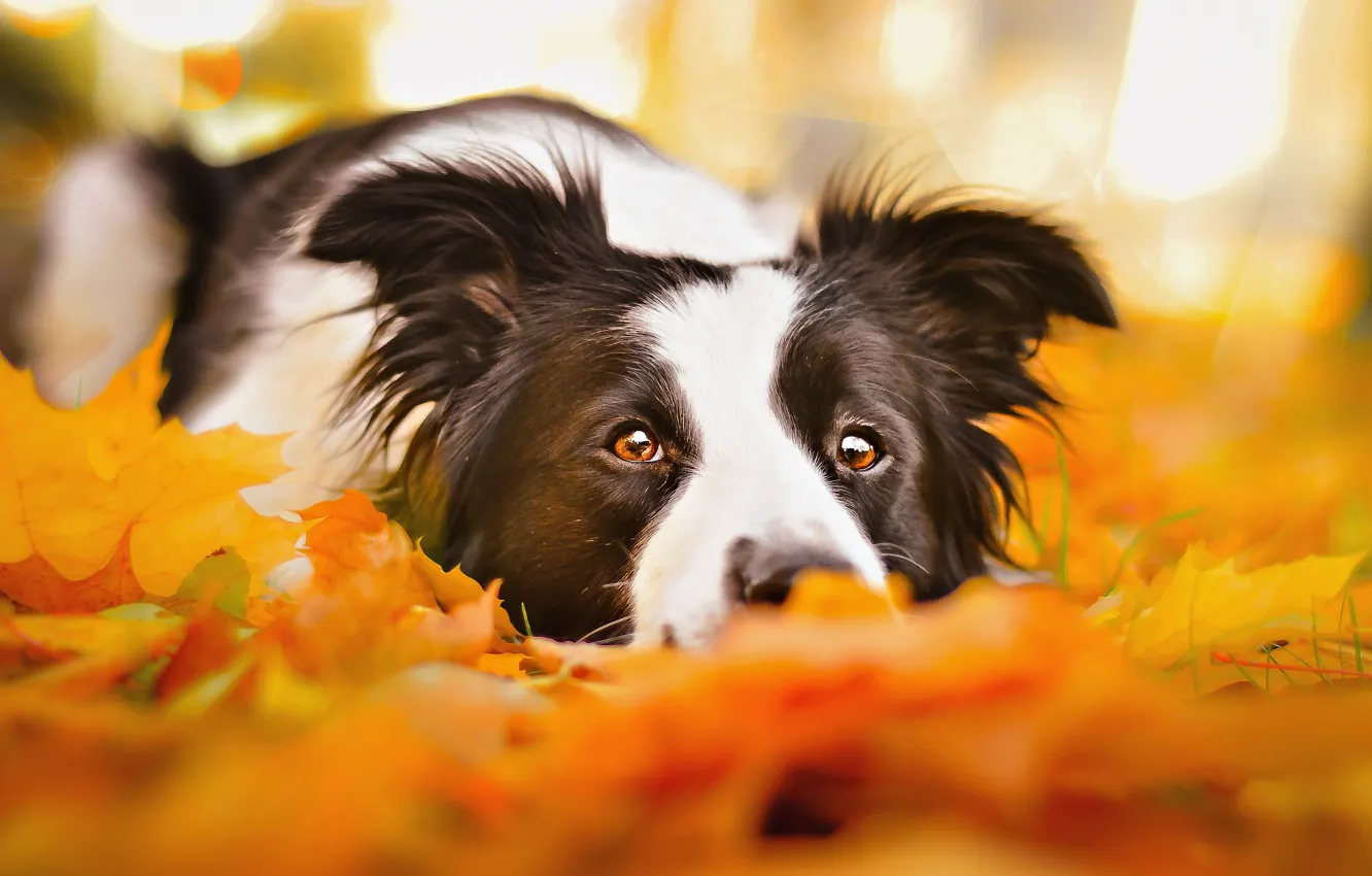 Фото обои грусть, осень, глаза, морда, листья, портрет, собака, лежит