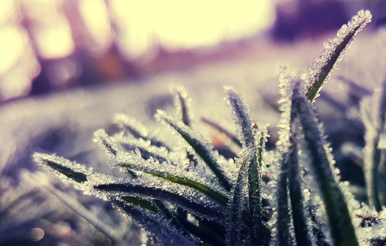 Фото обои холод, иней, трава, кристаллы