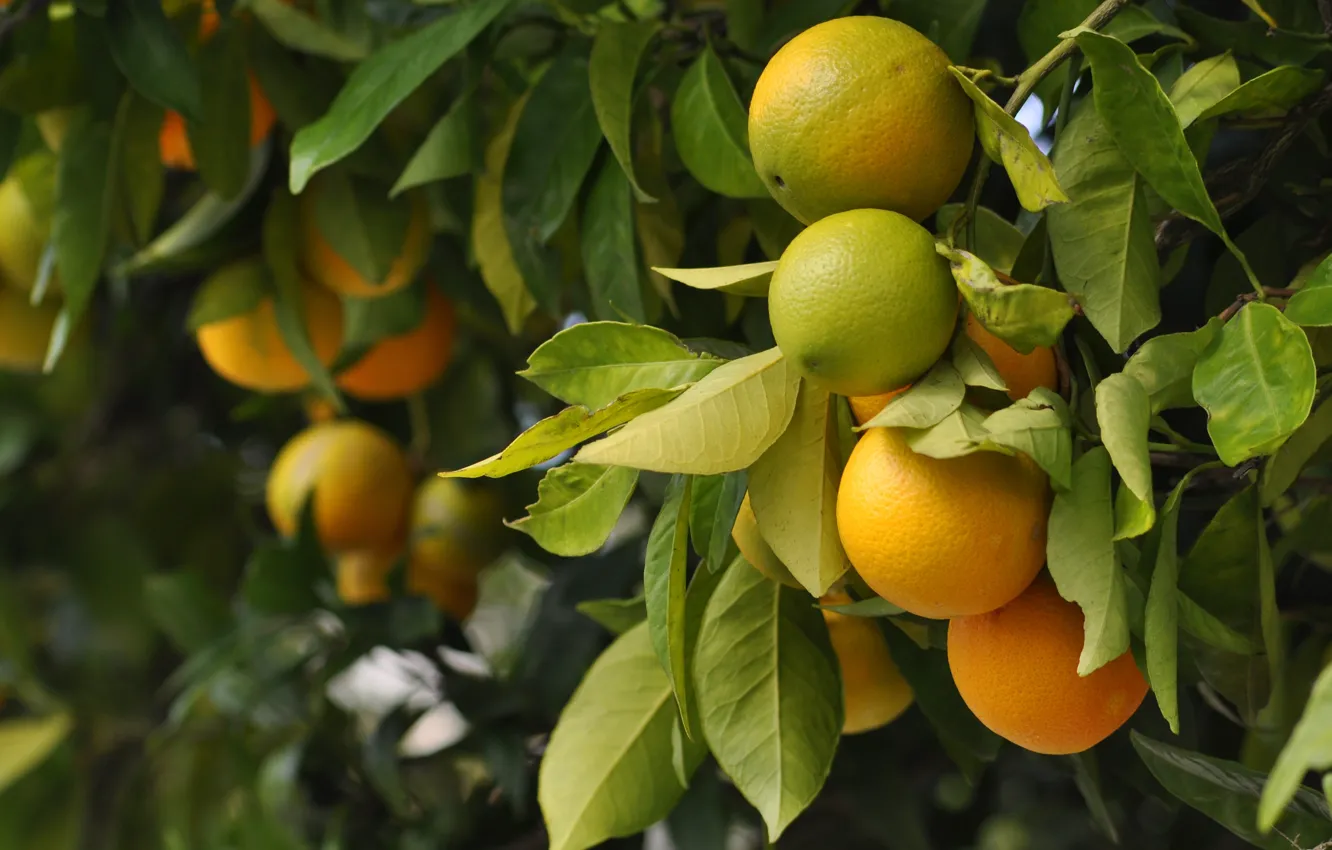 Фото обои листья, ветки, апельсин, урожай, цитрус, висит