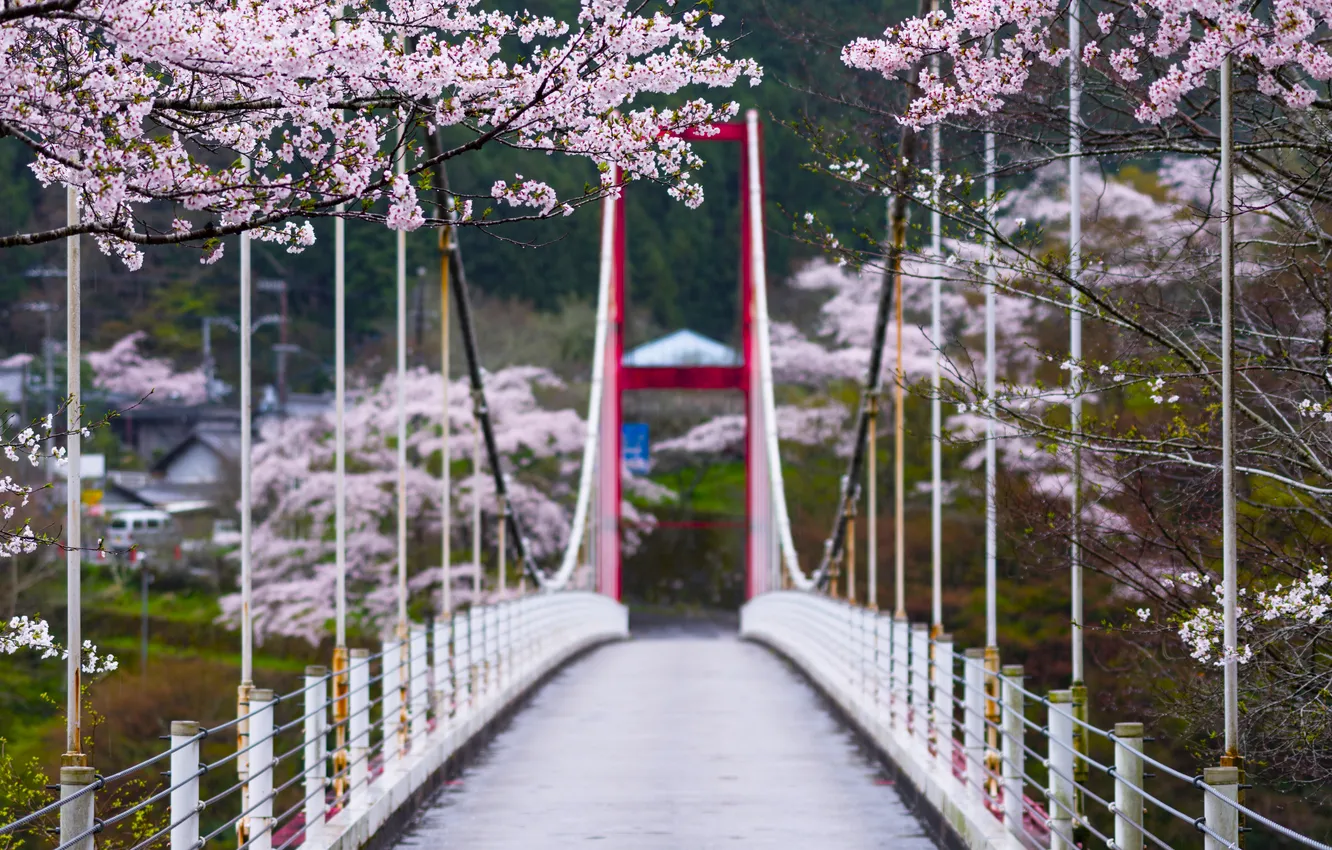 Фото обои ветки, мост, весна, Japan, боке, цветущие деревья, Tsukigase