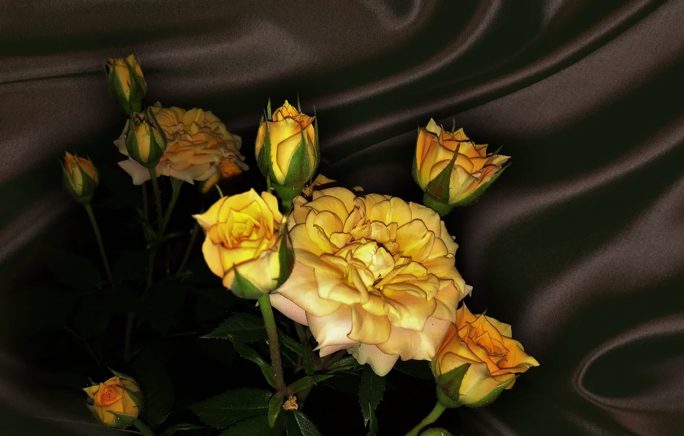 Фото обои цветок, лето, природа, настроение, роза, розы, красота, rose