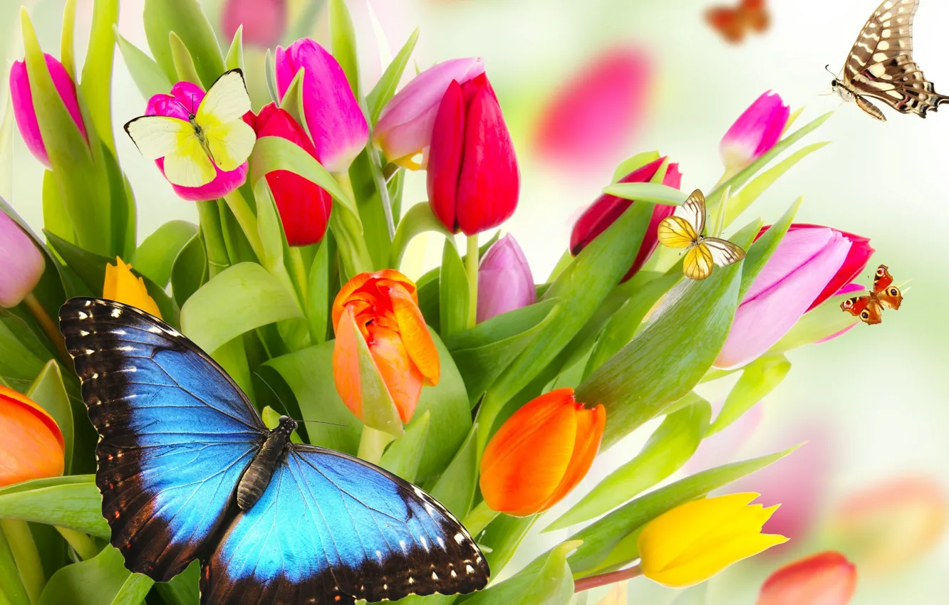 Фото обои бабочки, цветы, яркие, красота, лепестки, тюльпаны, красные, red