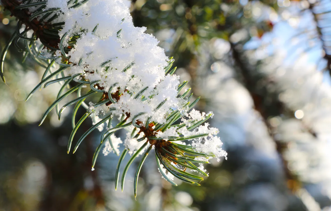 Фото обои winter, snow, pine, twig