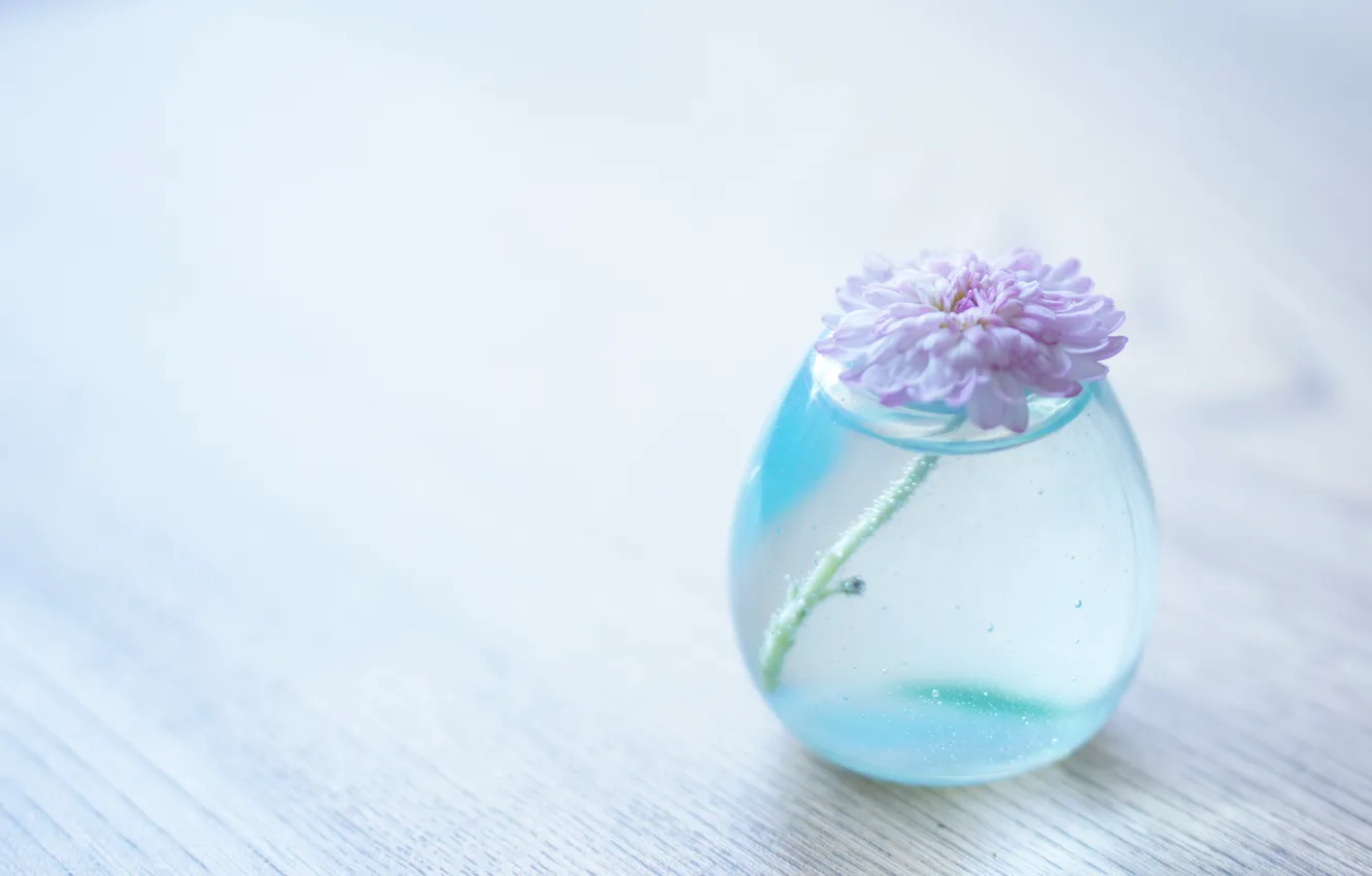 Фото обои цветок, вода, фон, прозрачная, ваза, хризантема
