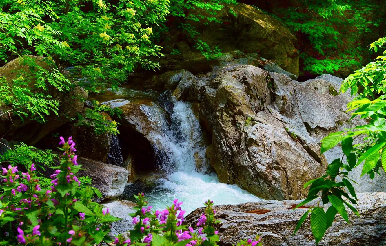 Фото обои Цветы, Водопад, Камни, Nature, Flowers, Waterfall