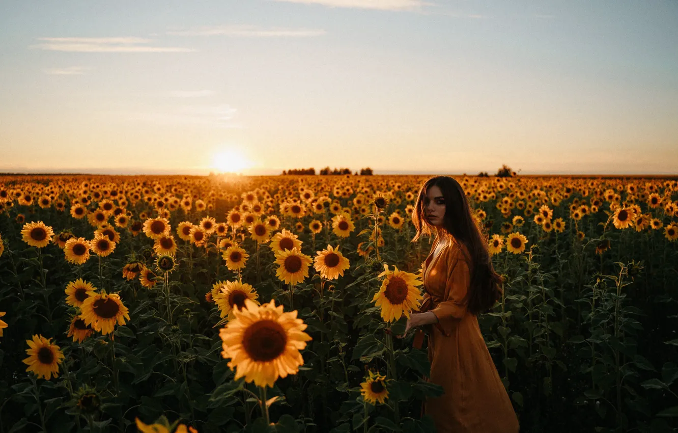 Фото обои поле, лето, девушка, подсолнухи, закат, настроение, Алексей Челноков, Лиза Челнокова