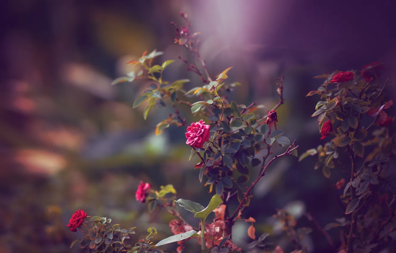 Фото обои цветы, красный, розы, кустарник