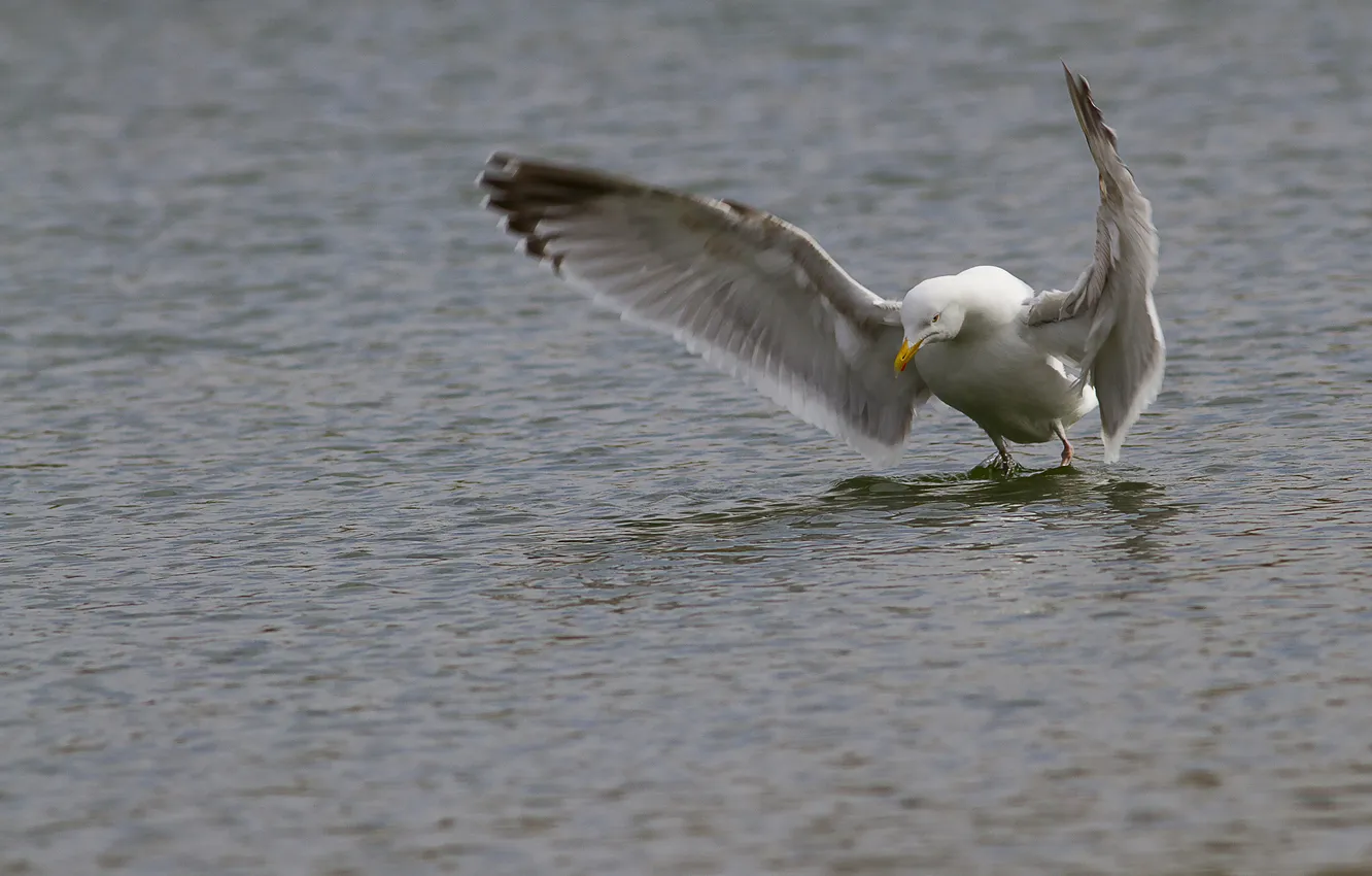 Фото обои вода, крылья, чайка, взмах