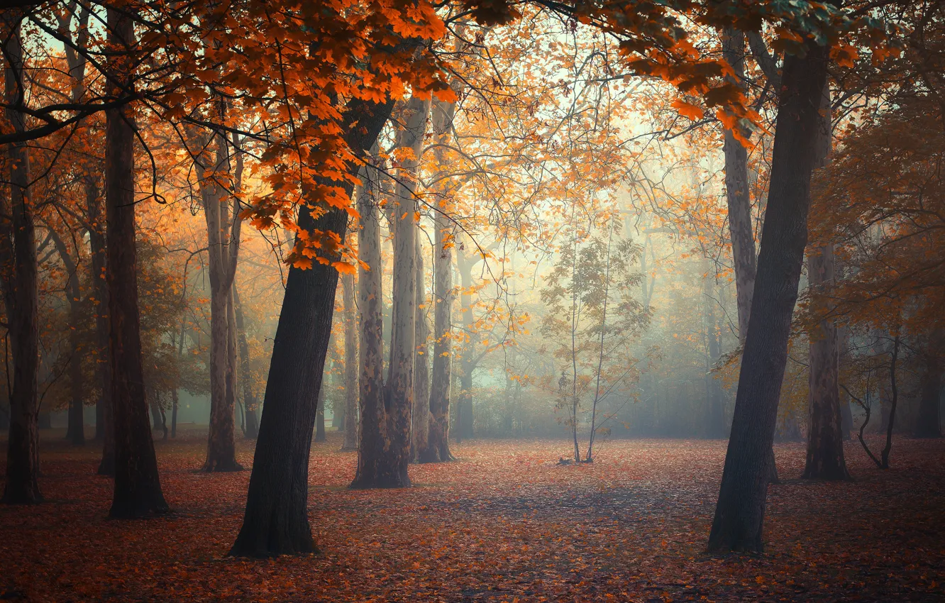 Фото обои осень, лес, листья, деревья, туман, forest, trees, autumn