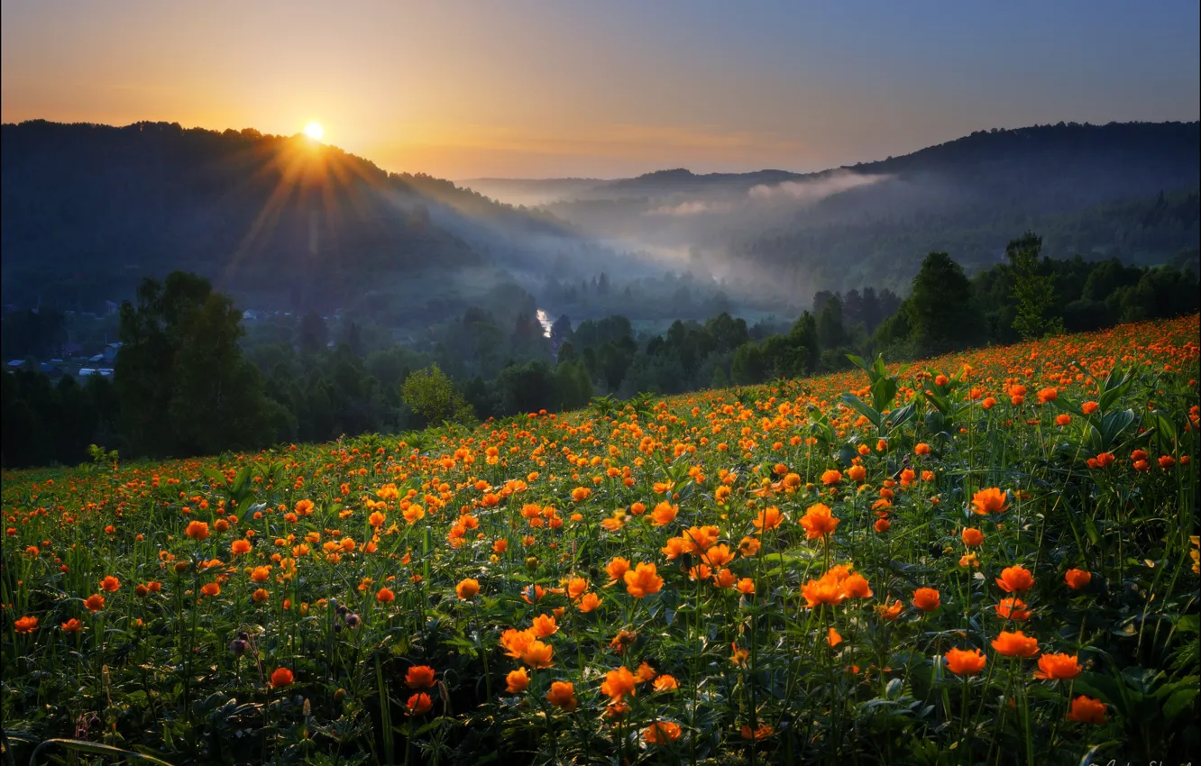 Фото обои солнце, цветы, горы, луг