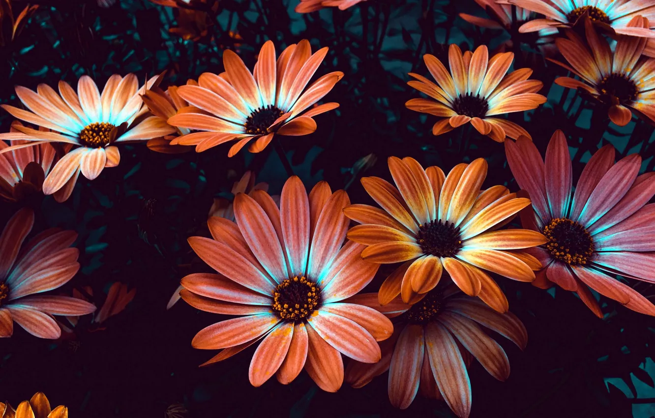 Фото обои цветы, коричневые, клумба, Остеоспермумы