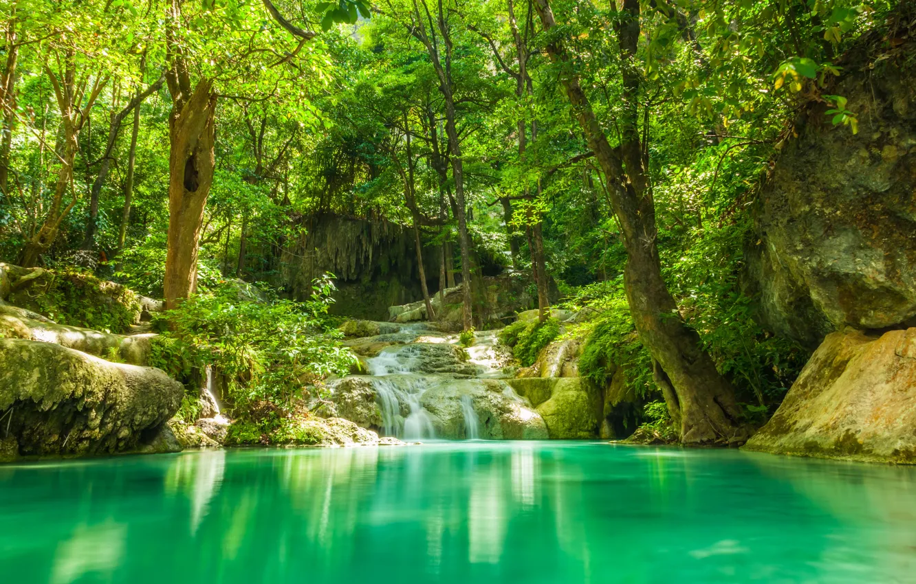 Фото обои зелень, лес, лето, деревья, озеро, тропики, ручей, камни