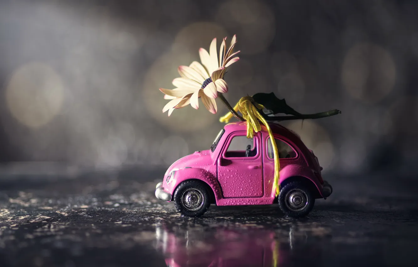Фото обои машина, цветок, игрушка