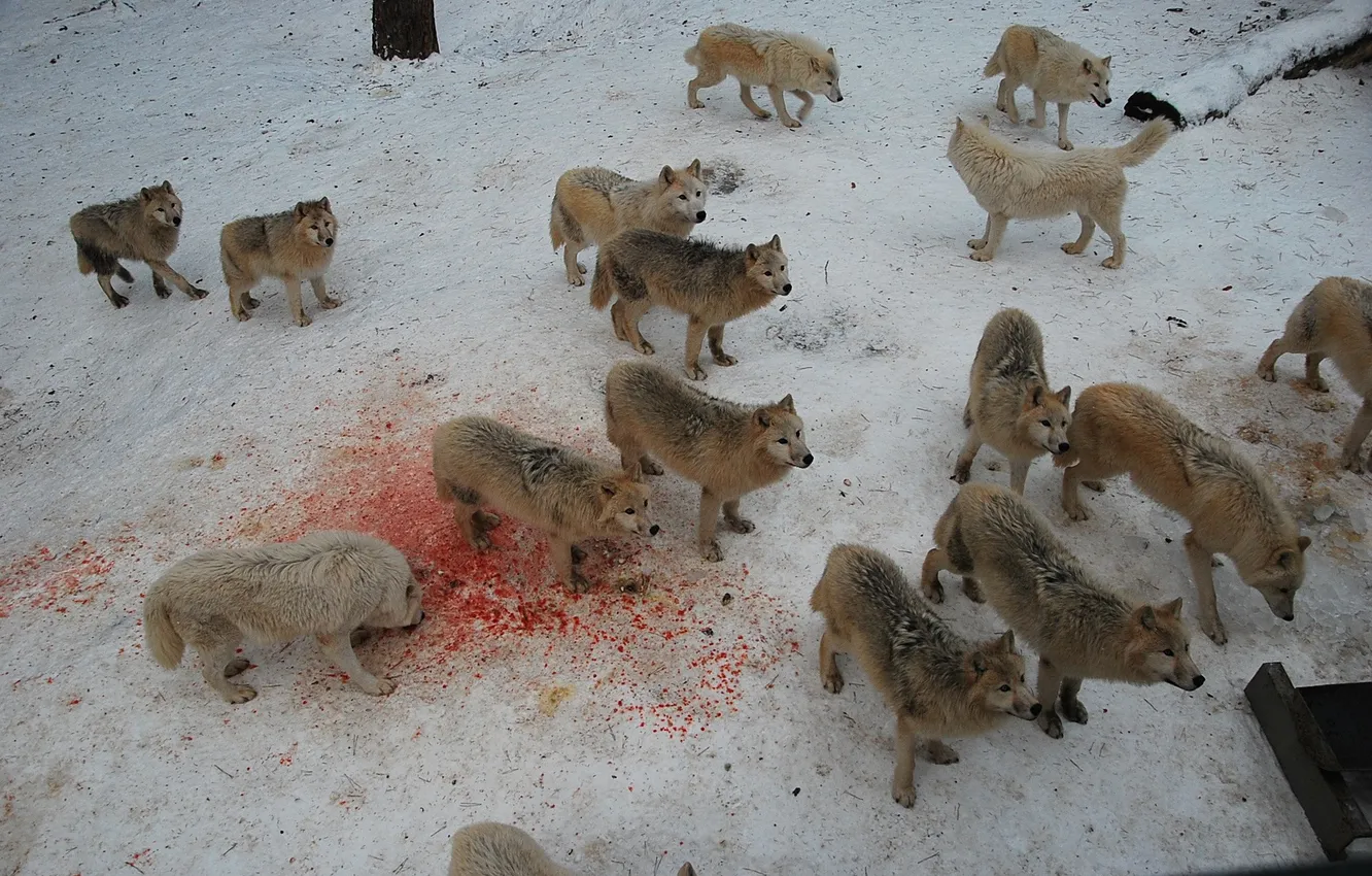 Фото обои nature, snow, predator, face, animal, wolf, wolves, wildlife