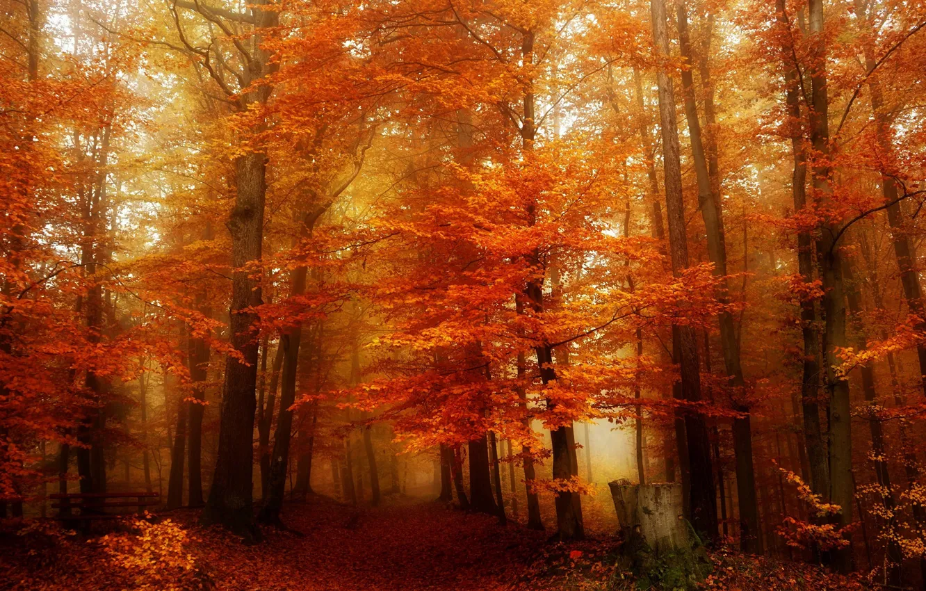 Фото обои осень, лес, листья, деревья, пень
