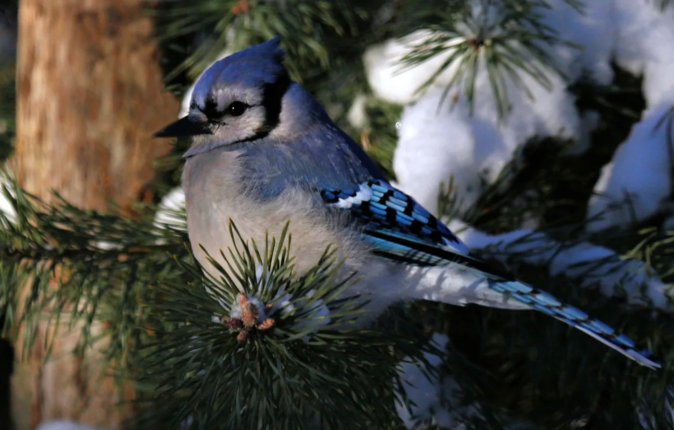 Фото обои зима, снег, иголки, дерево, птица, ветка