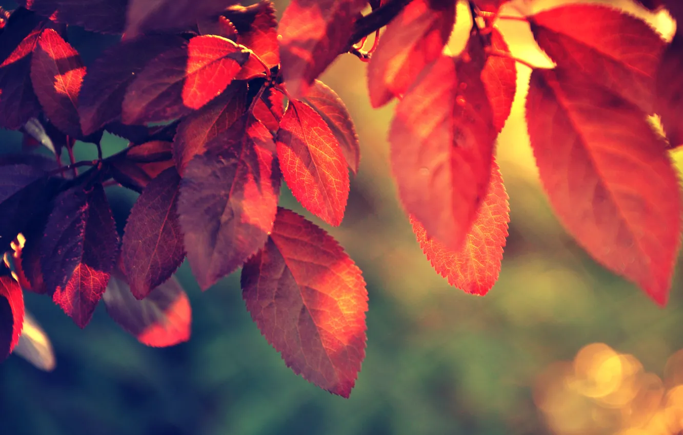 Фото обои red, nature, leaf, plant, sunlight