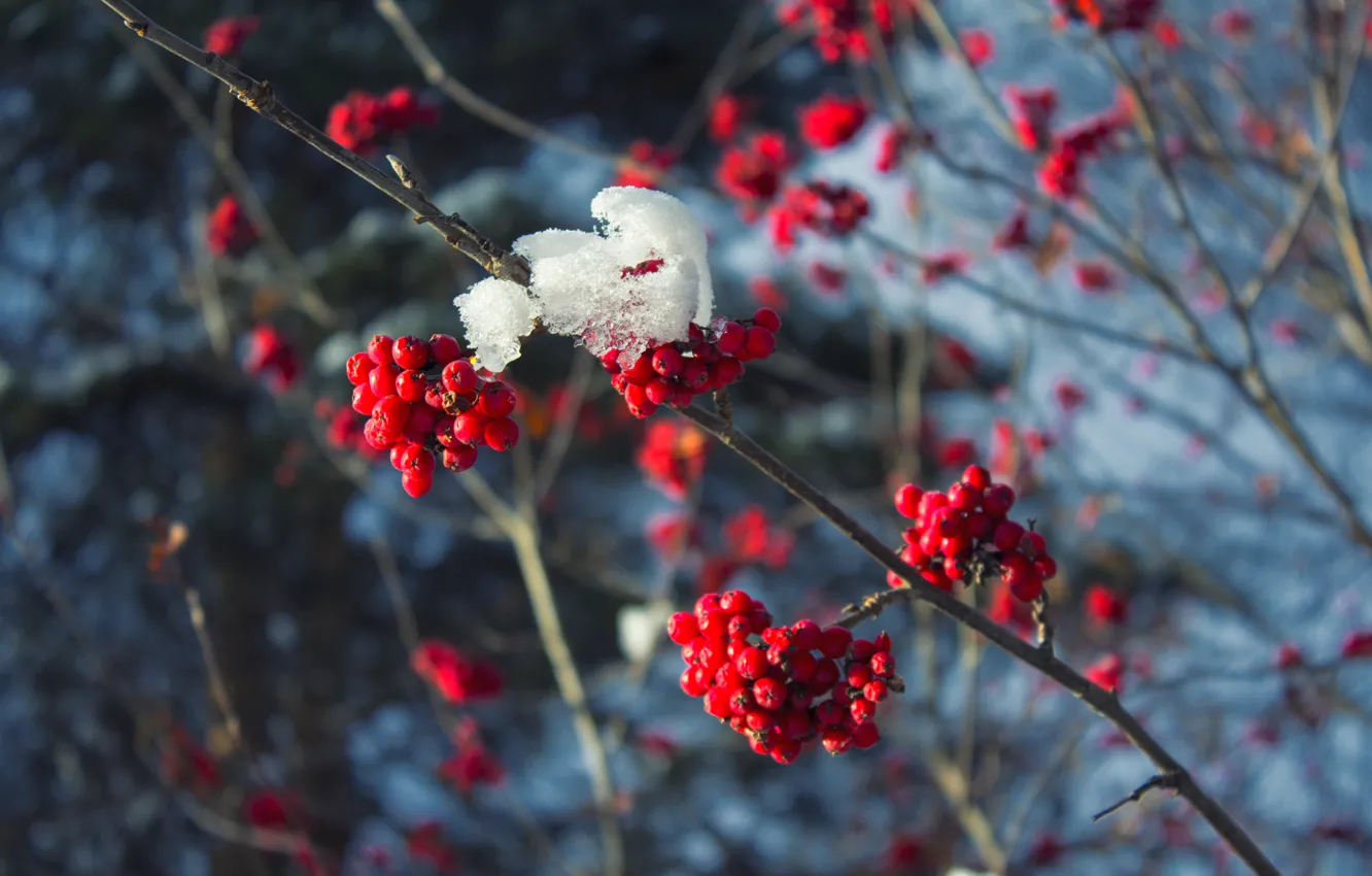 Фото обои холод, зима, снег, ветки, красный, ягоды, дерево, мороз