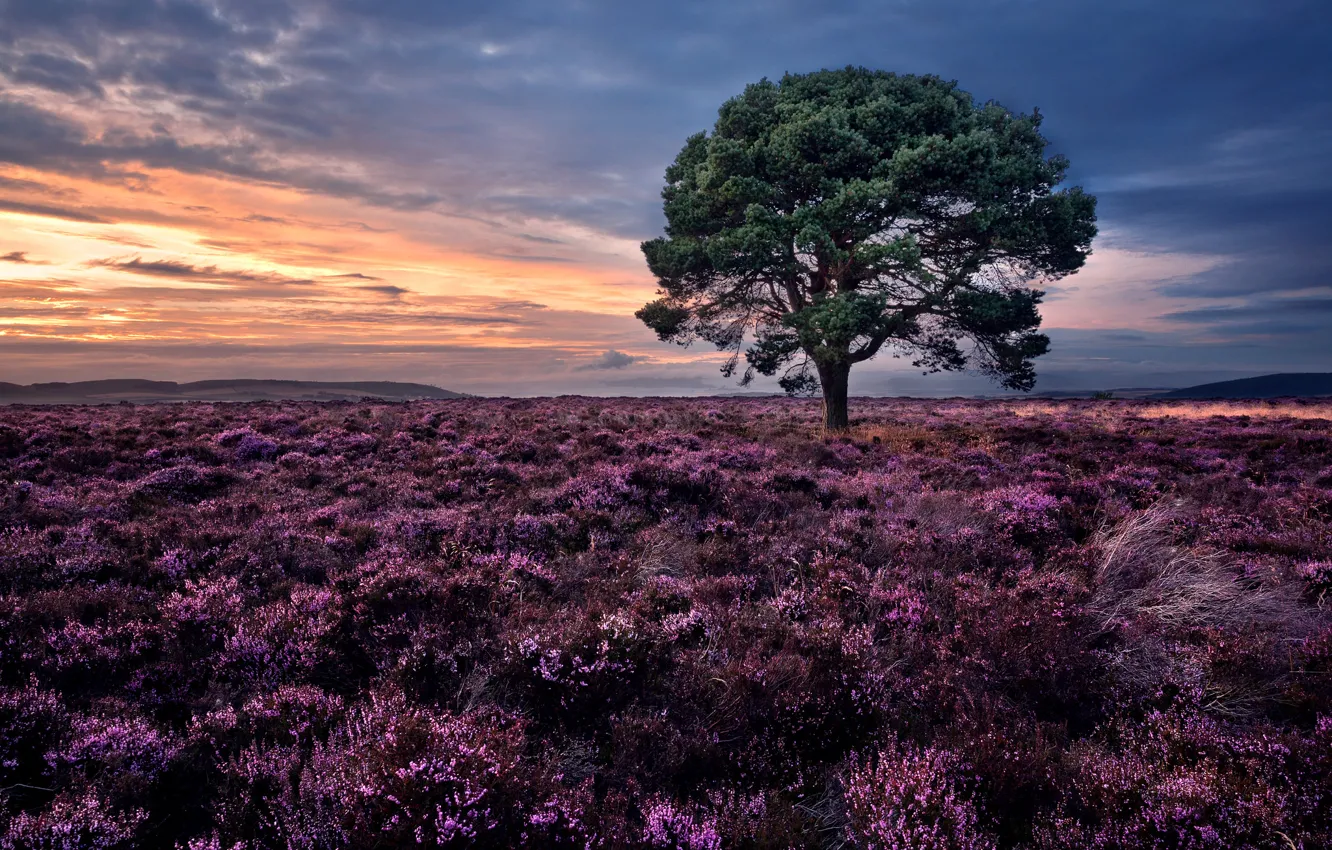 Фото обои закат, дерево, Шотландия, сосна, Scotland, вереск, Сидлос, Sidlaw Hills