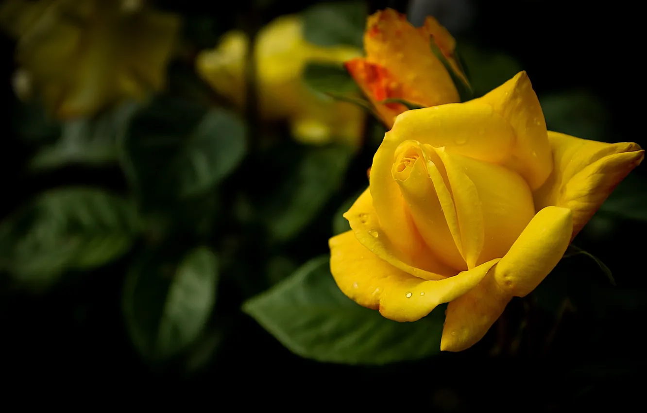 Фото обои желтый, роза, красавица