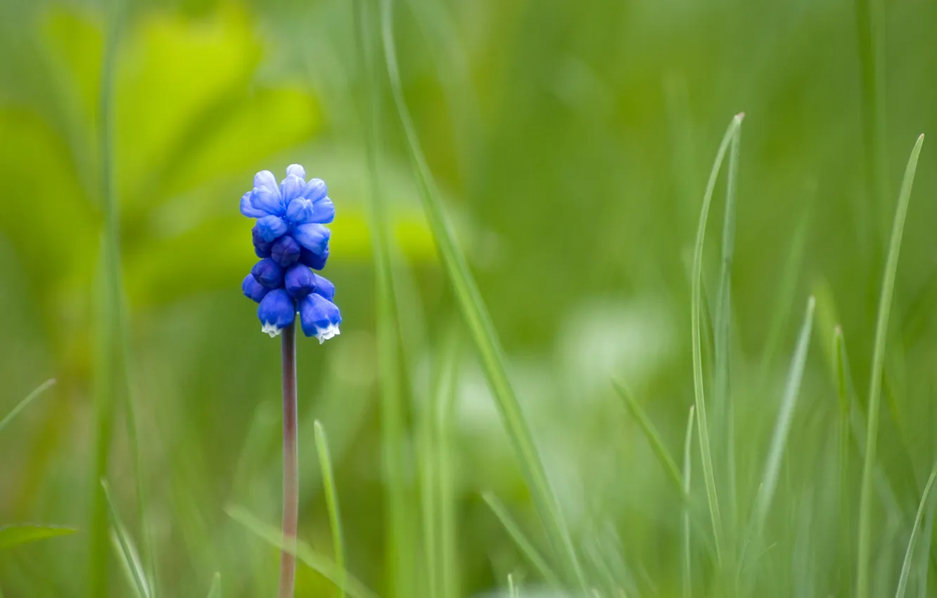 Фото обои синий, один, Mouse Flower