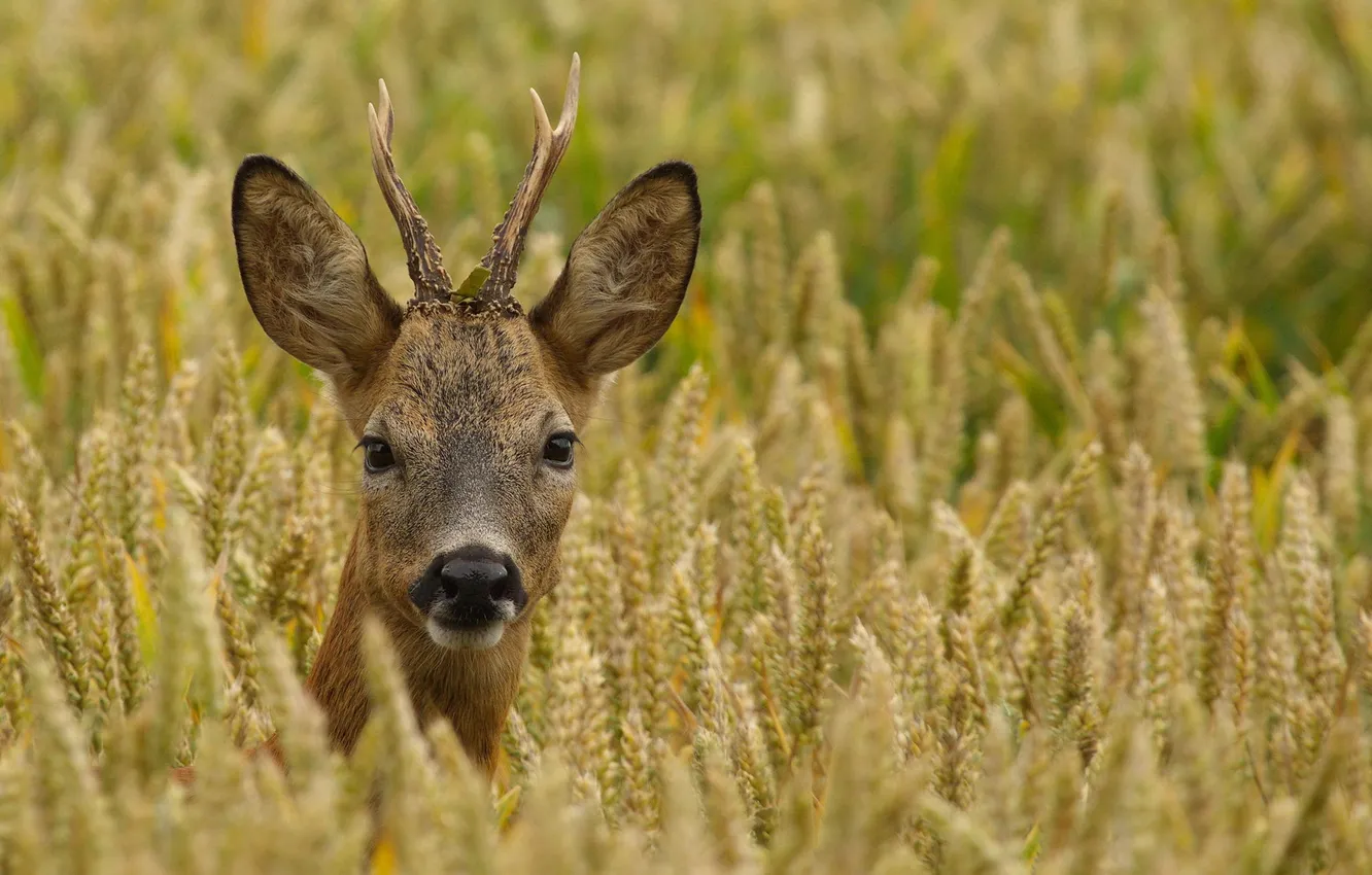 Фото обои косуля, самец, Roebuck