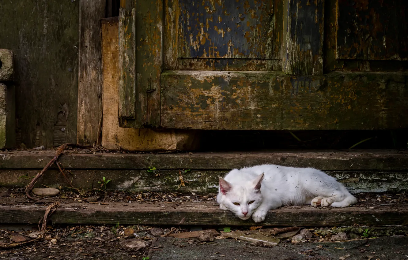 Фото обои белый, кот, дверь