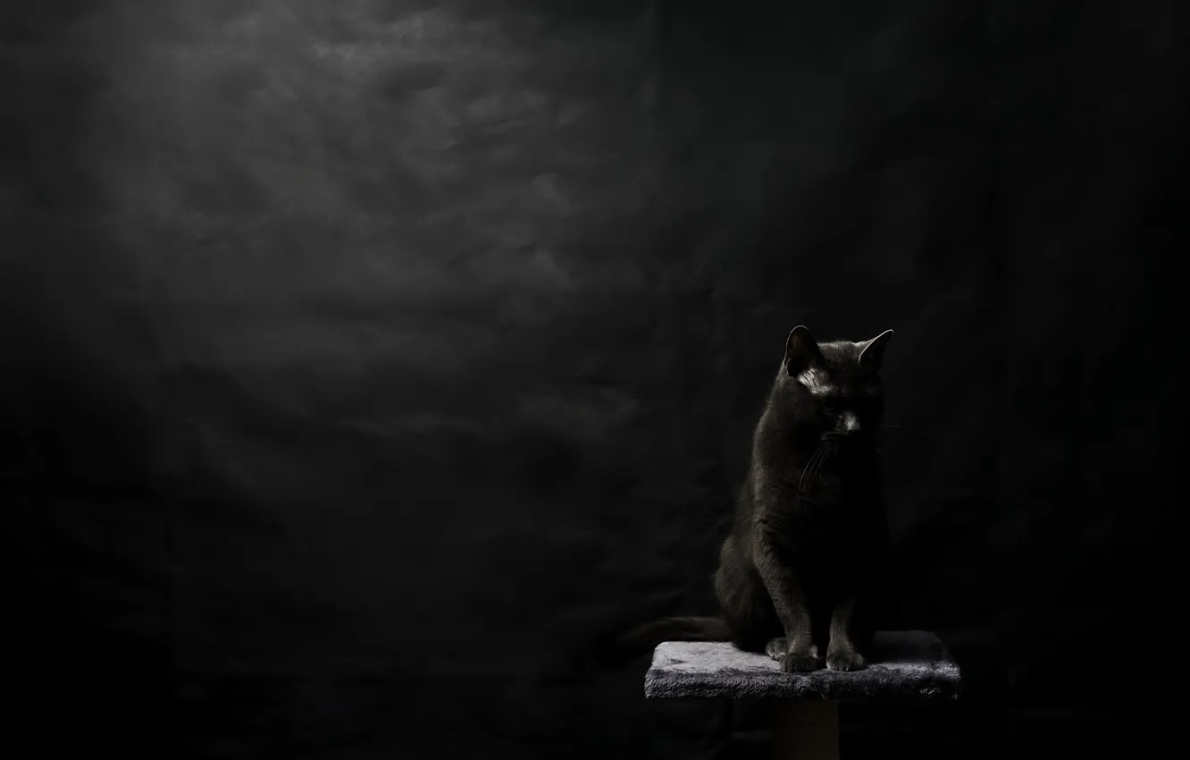 Фото обои кошка, фон, чёрная