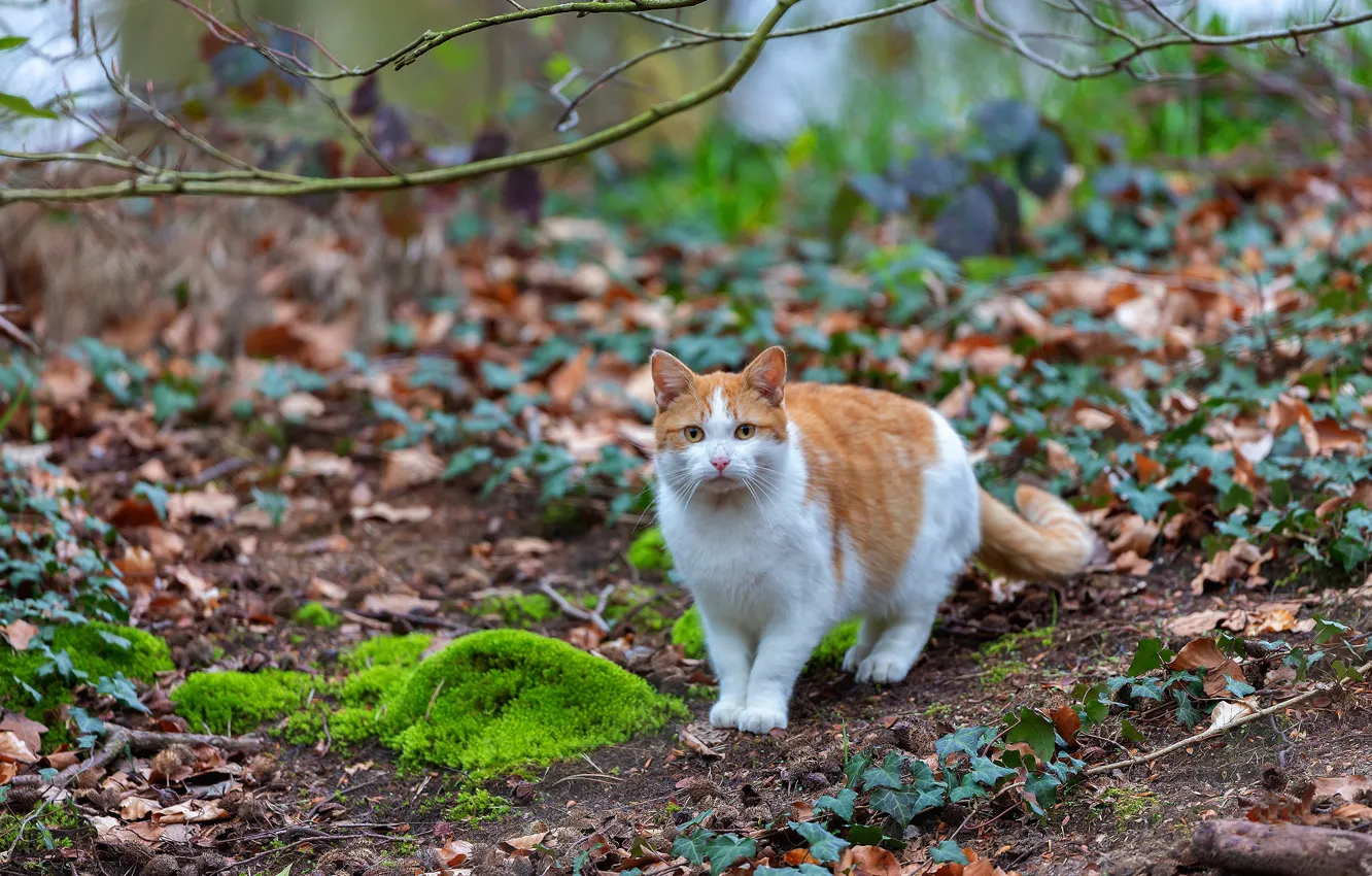 Фото обои кошка, кот, ветки, природа, листва, мох, весна, рыжий
