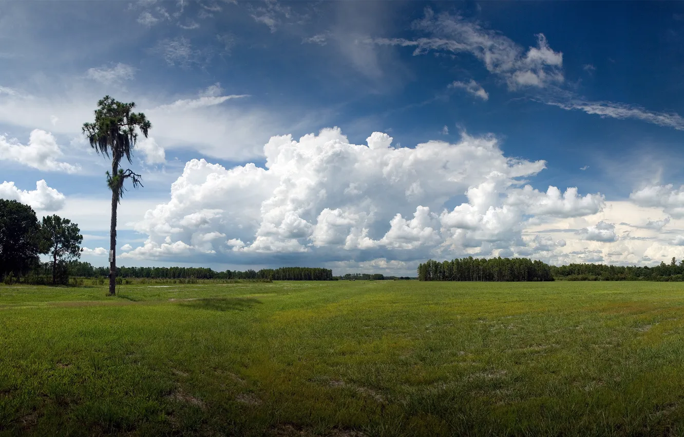 Фото обои sky, landscape, nature, clouds, palm tree