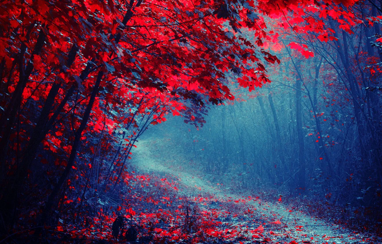 Фото обои дорога, осень, лес, деревья, туман, парк, тропинка, багрянец