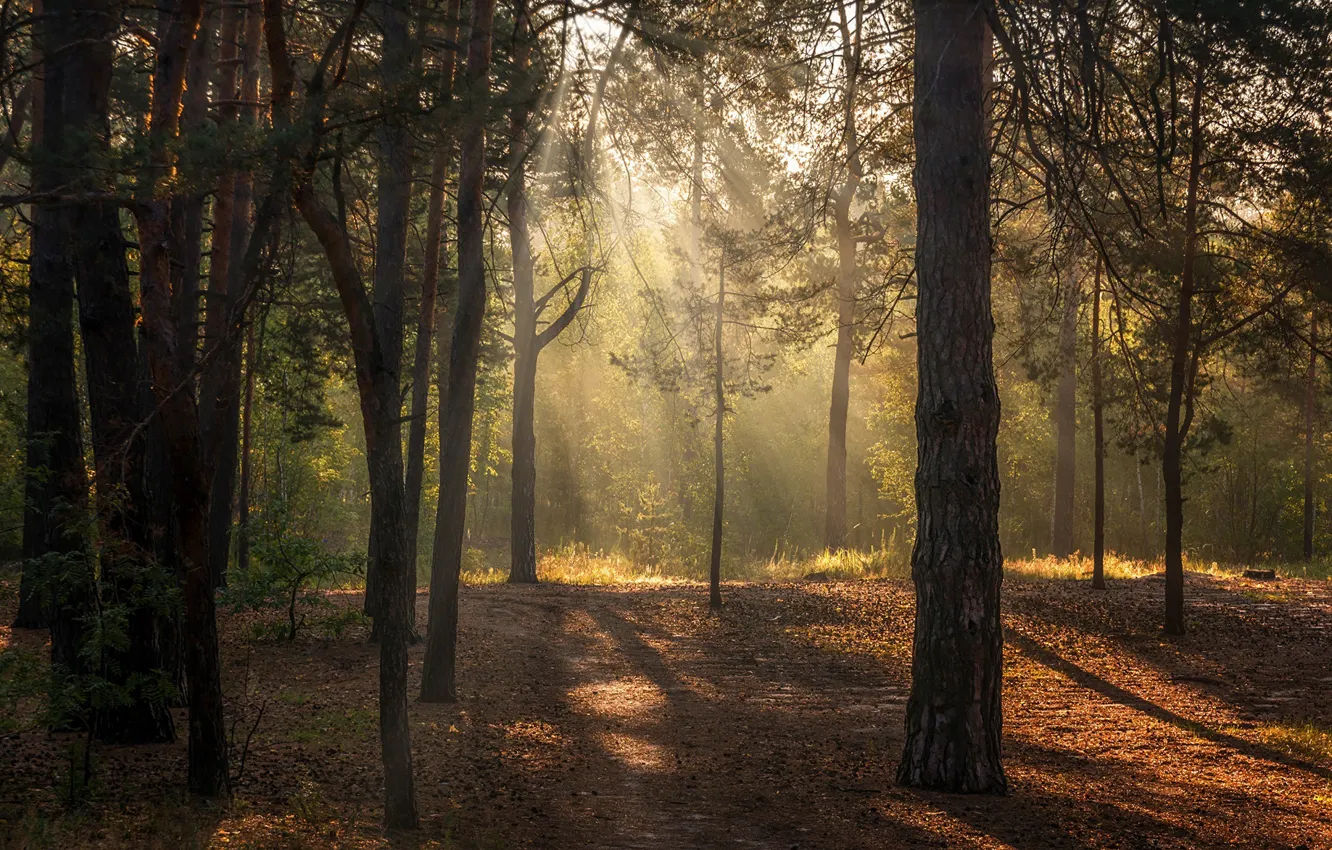 Фото обои лес, солнце, лучи, свет, деревья, туман, стволы, сосны