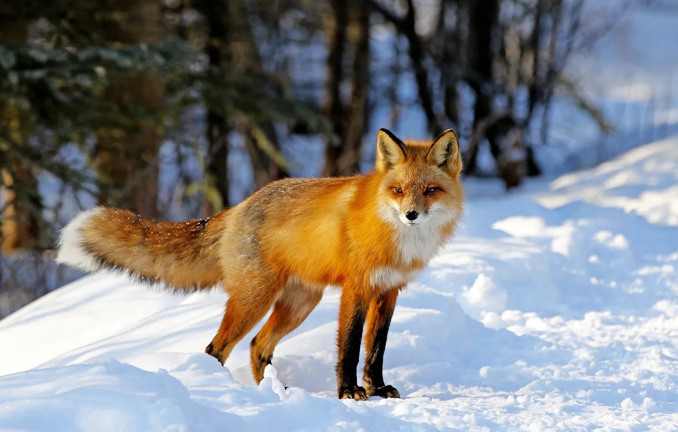 Фото обои зима, лес, взгляд, свет, снег, деревья, ветки, природа