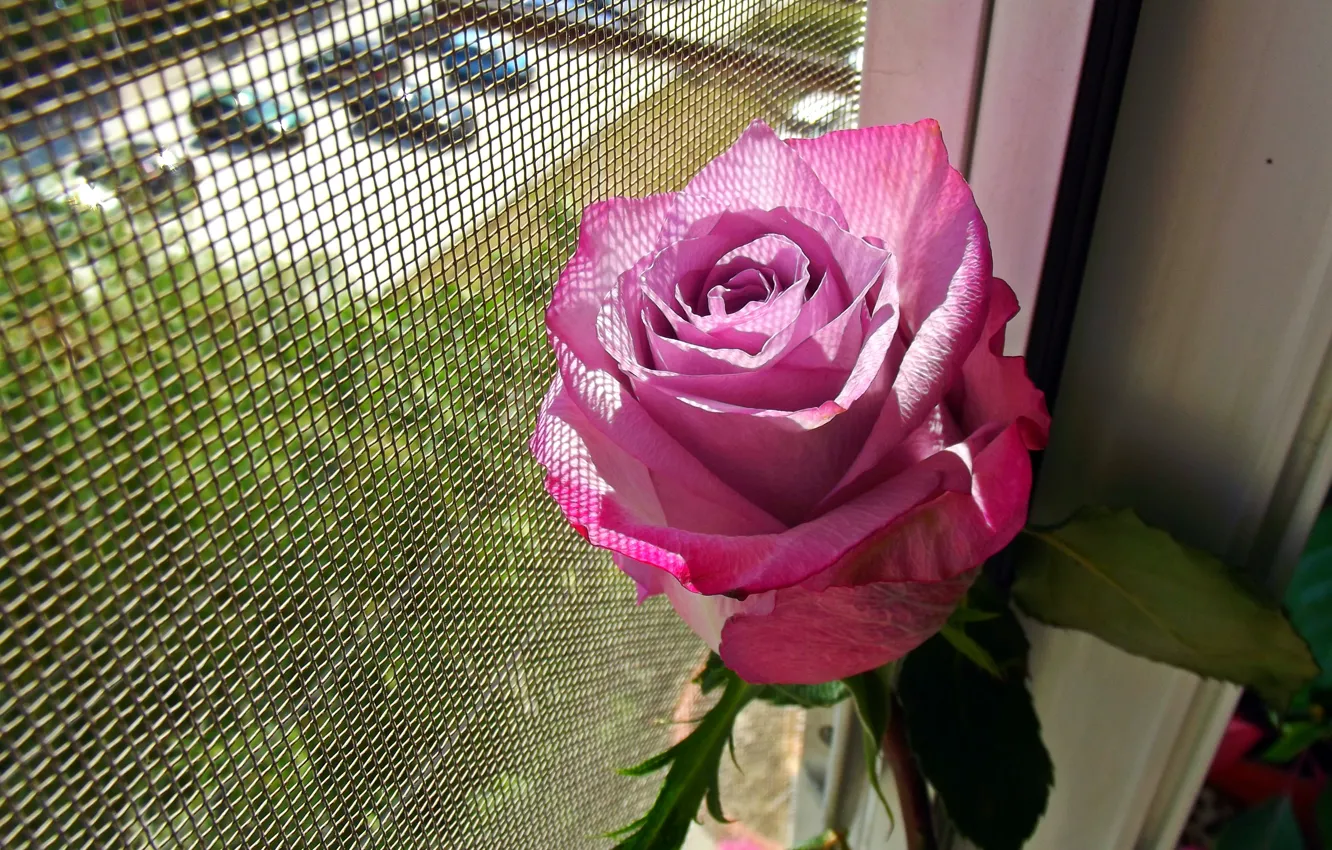 Фото обои Окно, Rose, Розовая роза, Pink rose