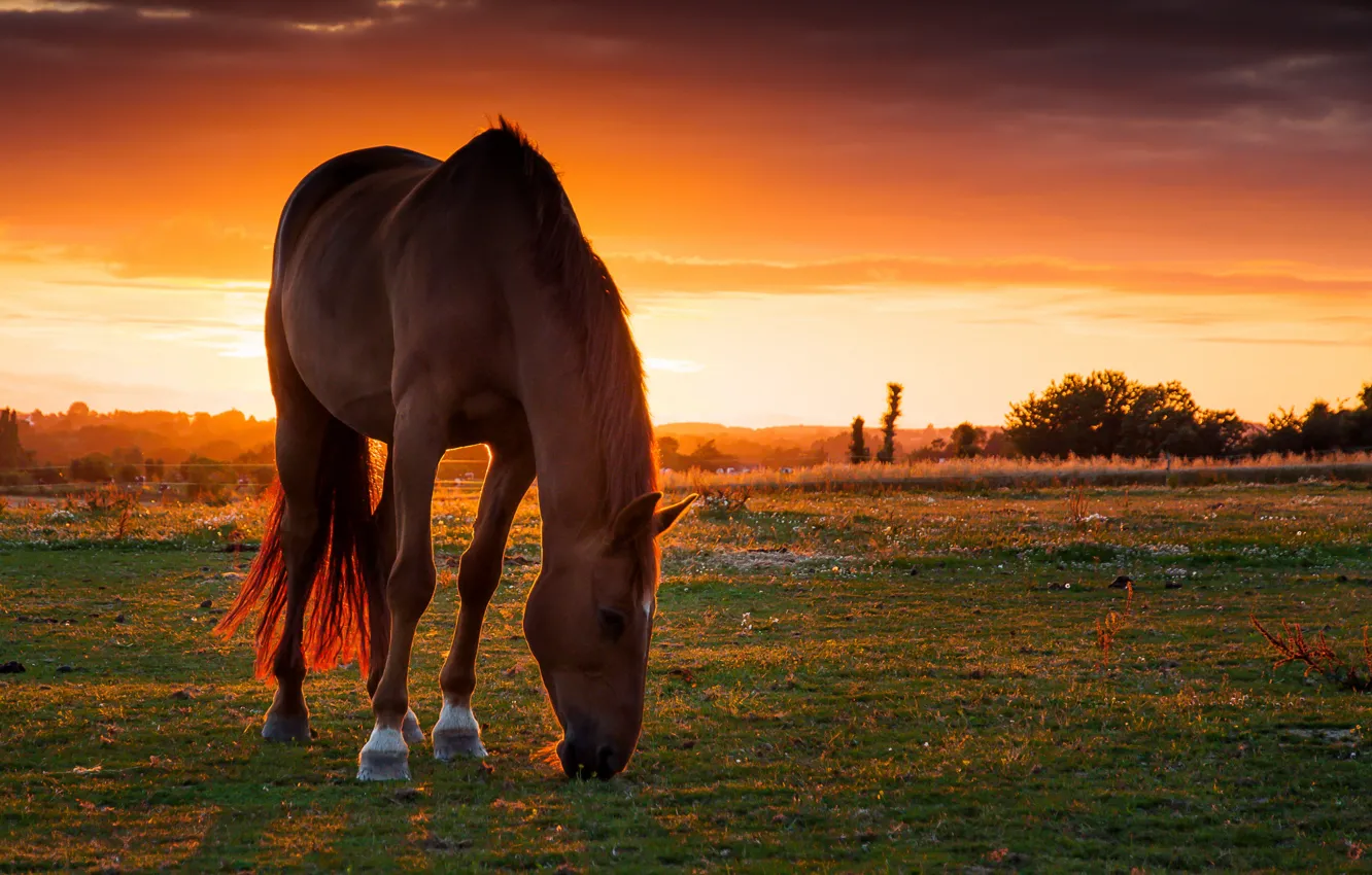 Фото обои поле, закат, конь, лошадь, пастбище