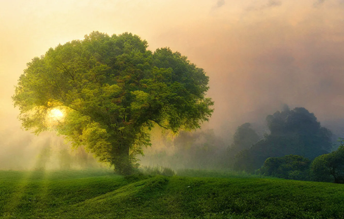 Фото обои поле, лес, солнце, природа, дерево