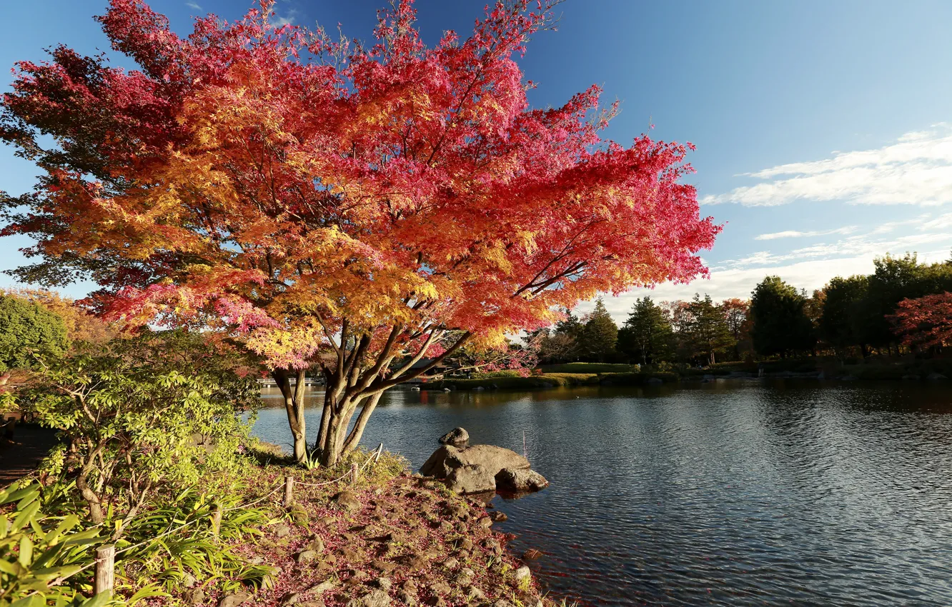 Фото обои Природа, Дерево, Осень, Озеро, Япония, Japan, Nature, Fall