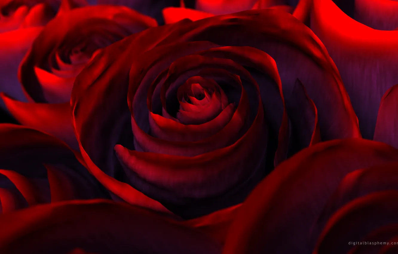 Фото обои цветы, рендеринг, роза, красота, лепестки, red, красная, flower