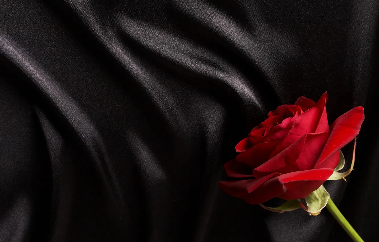 Фото обои красный, черный, роза, шелк, сатин