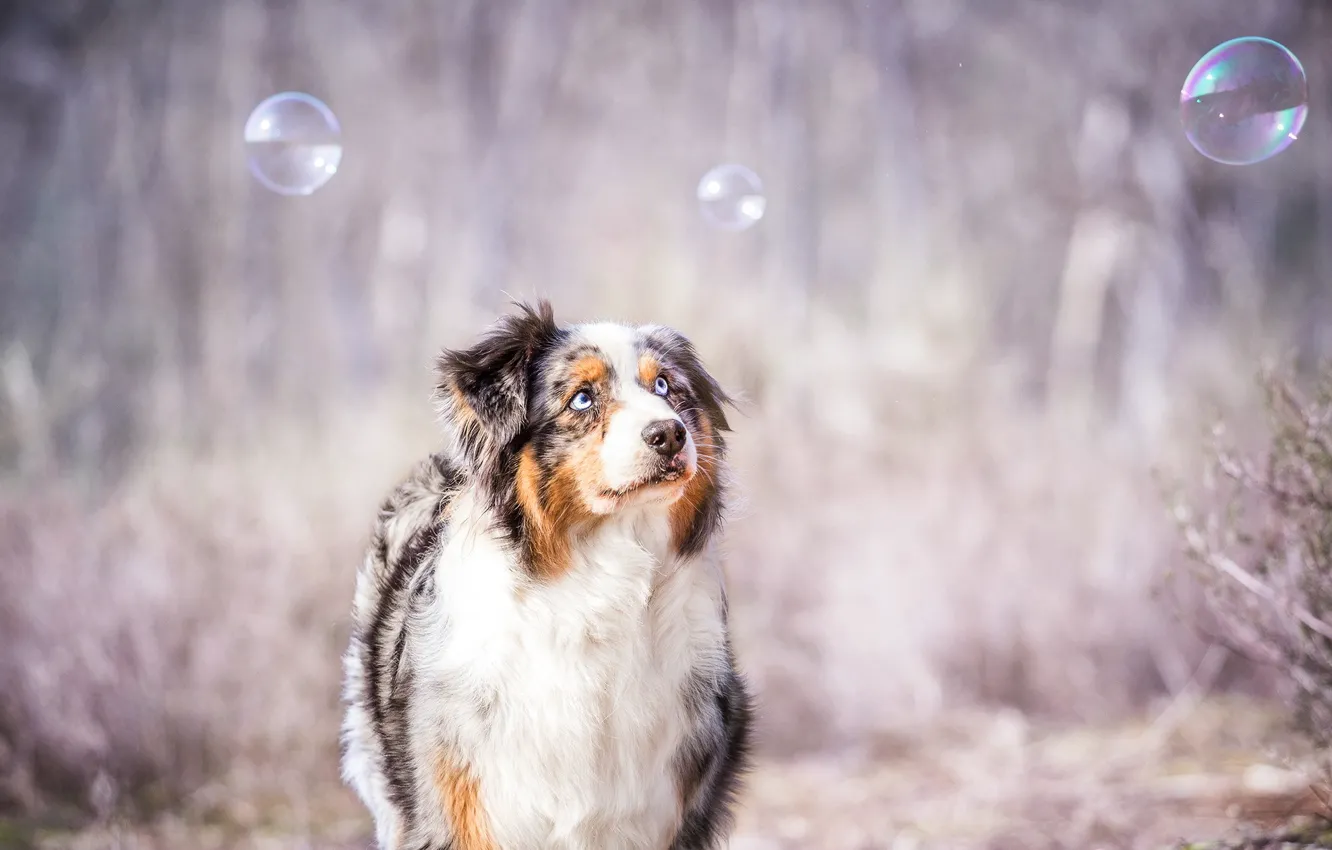 Фото обои взгляд, пузыри, друг, собака