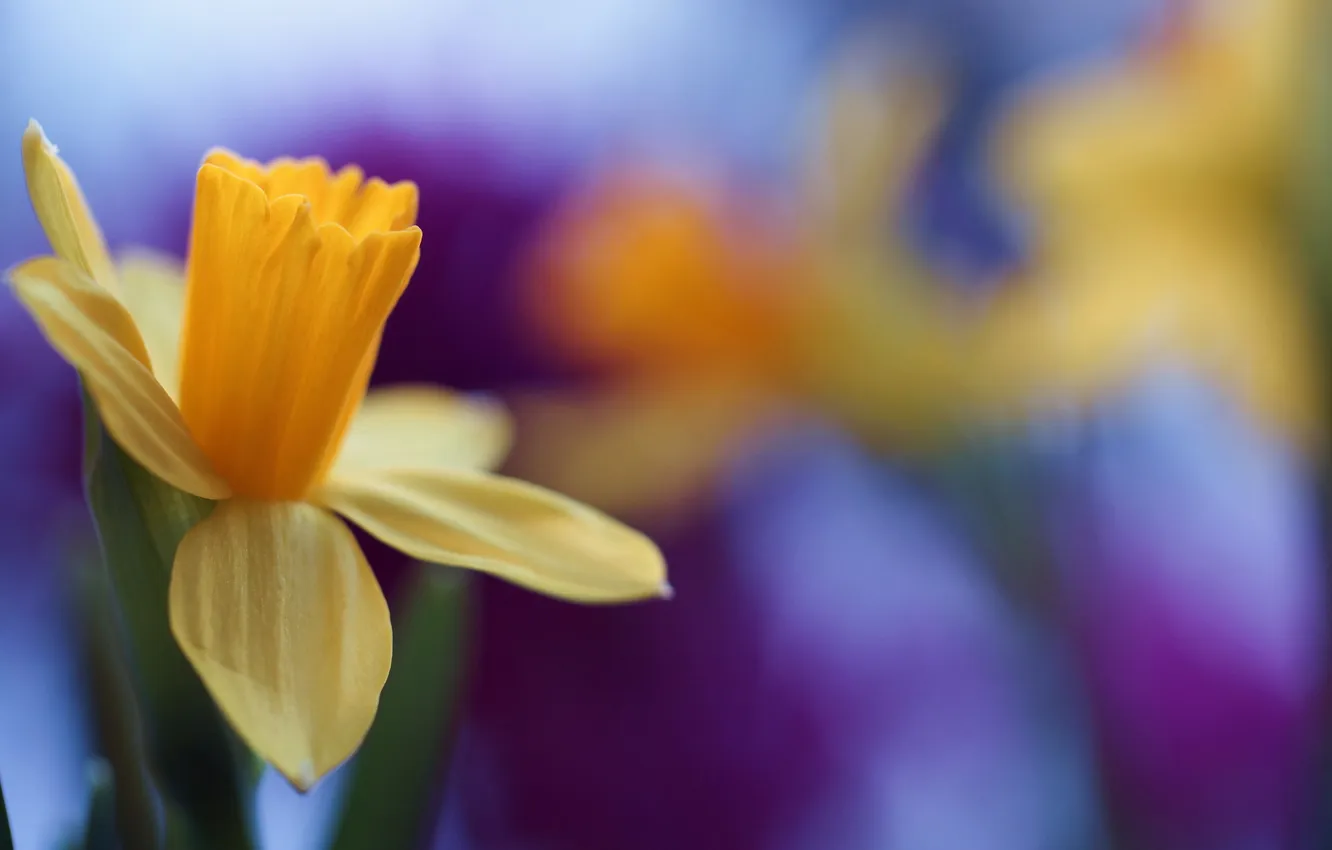 Фото обои flower, blossom, beautiful, cool, daffodil