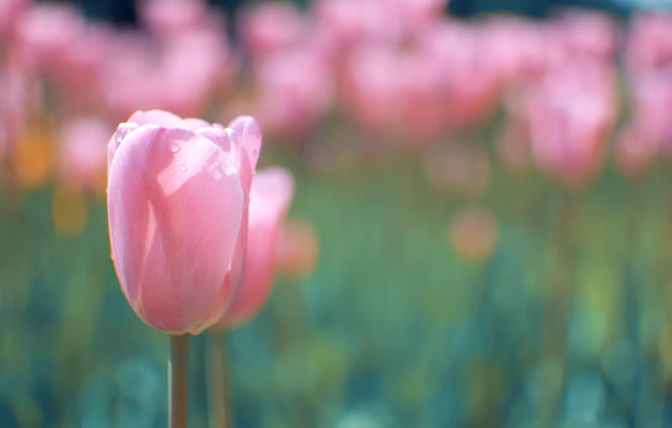Фото обои цветок, макро, розовый, тюльпан, весна, бутон