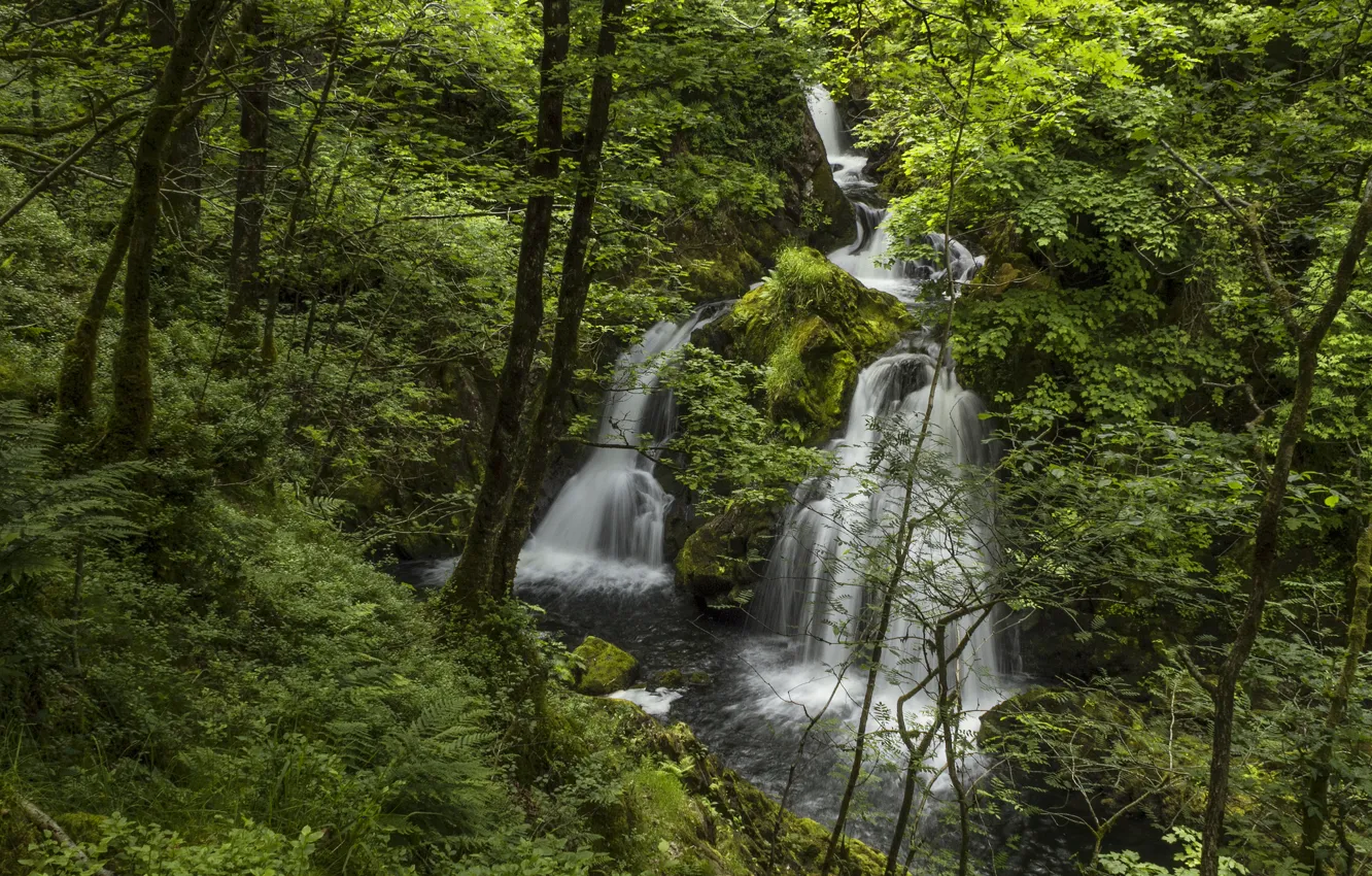 Фото обои лес, река, Англия, водопад, England, Lake District, Colwith Force, River Brathay