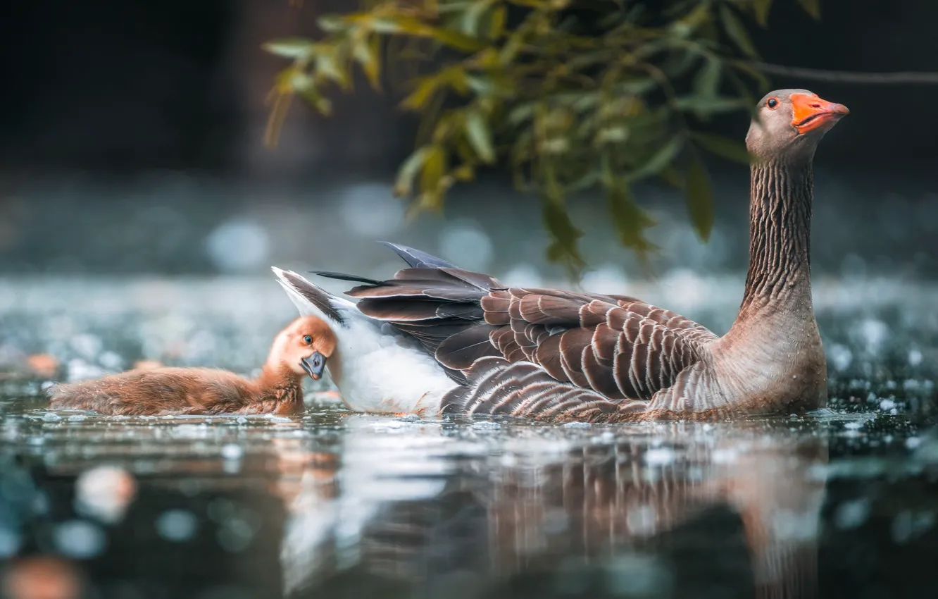 Фото обои вода, птицы, птенец, гуси, гусёнок, гусыня