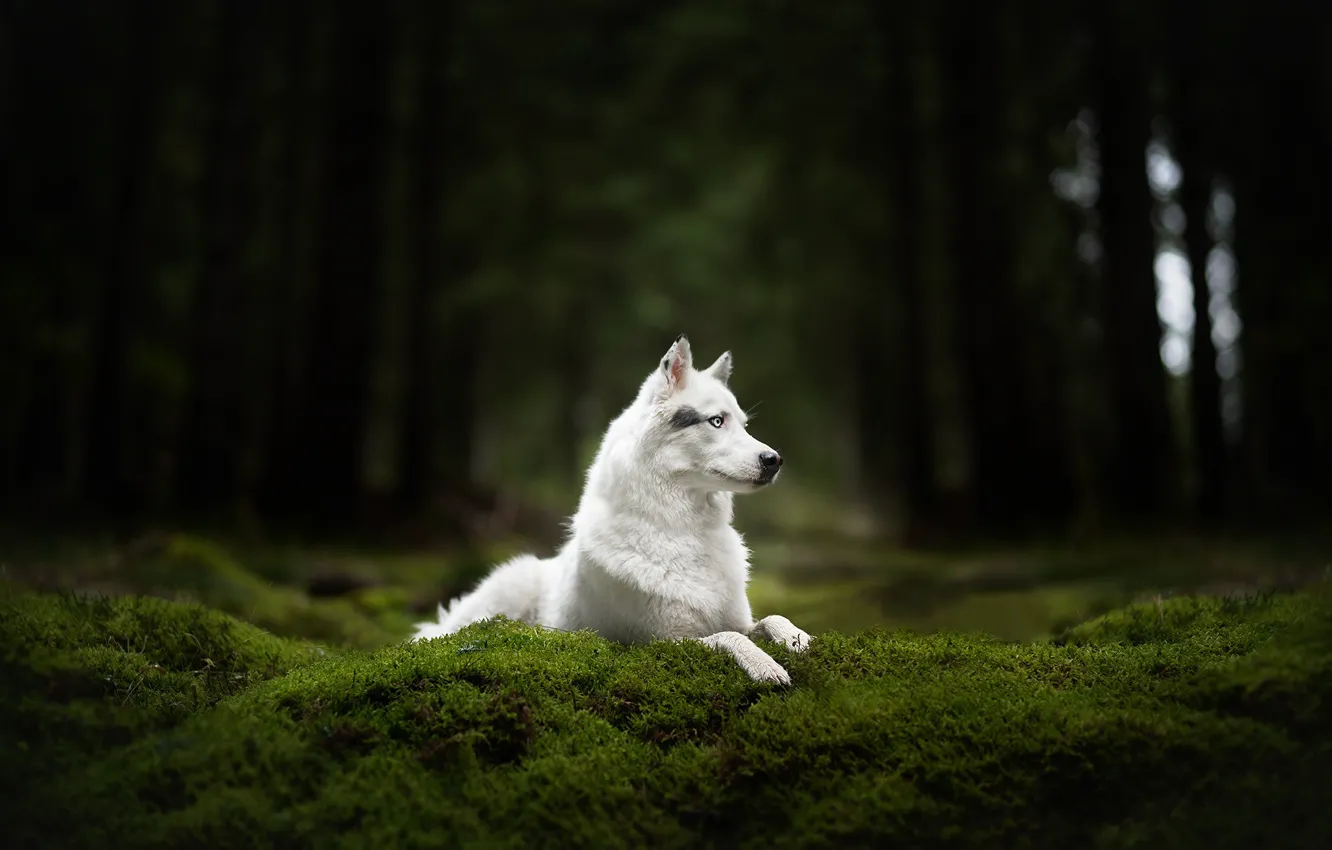 Фото обои лес, мох, собака, белая, Хаски