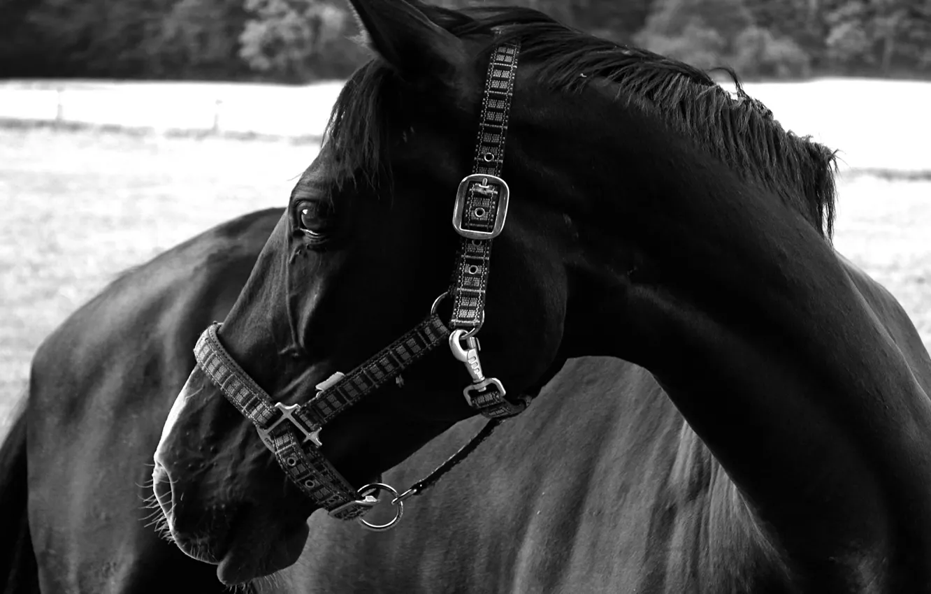 Фото обои глаза, фото, белое, лошадь, красота, шерсть, черное, черная