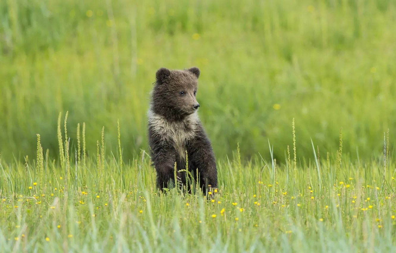 Фото обои трава, цветы, медведь, луг, медвежонок