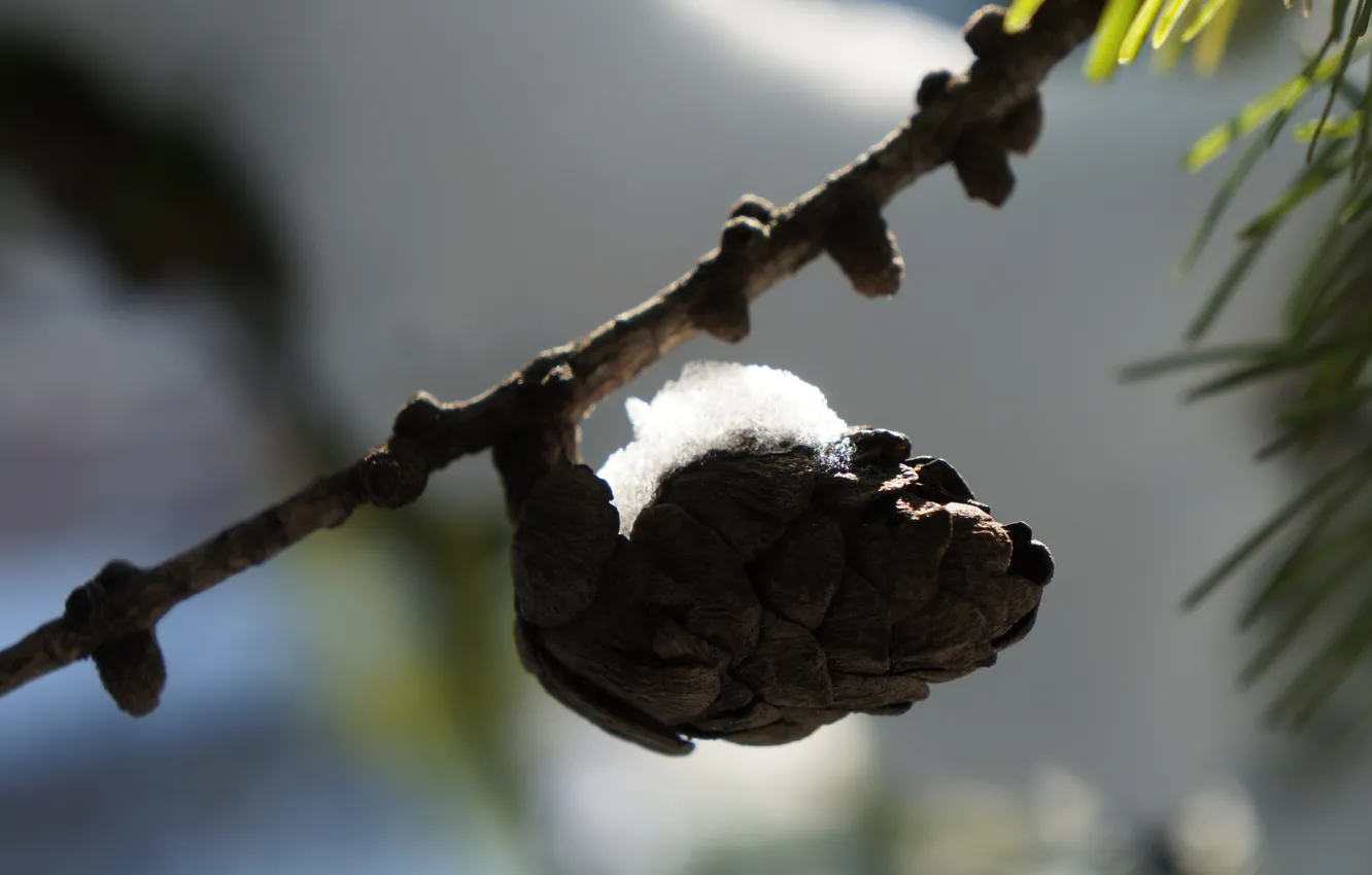 Фото обои снег, ветки, шишки