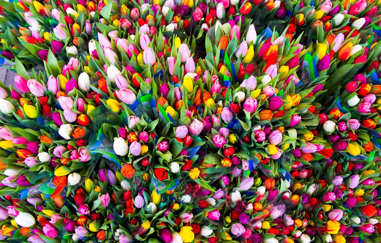 Фото обои цветы, краски, тюльпаны, поздравление, для всех Татьян