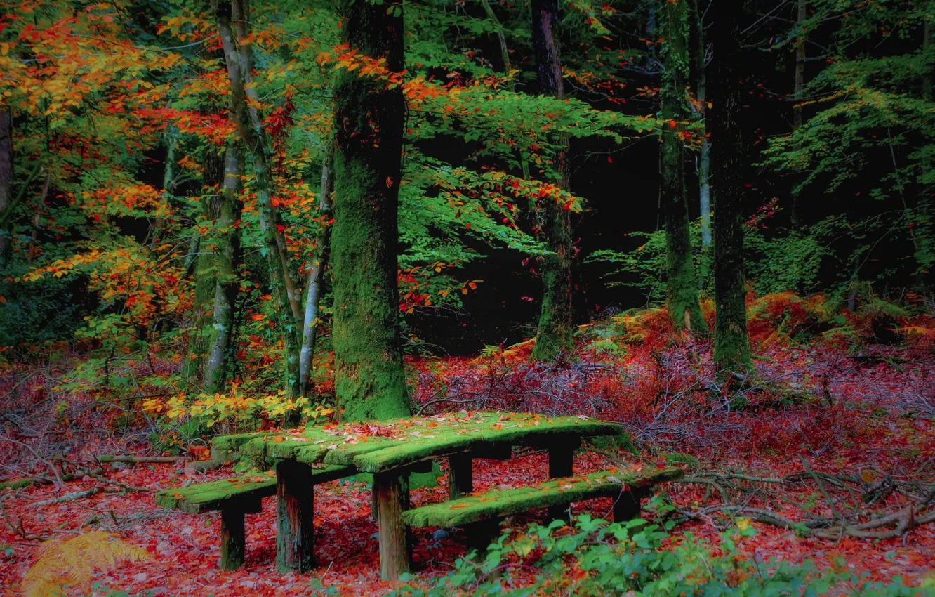 Фото обои осень, лес, скамья